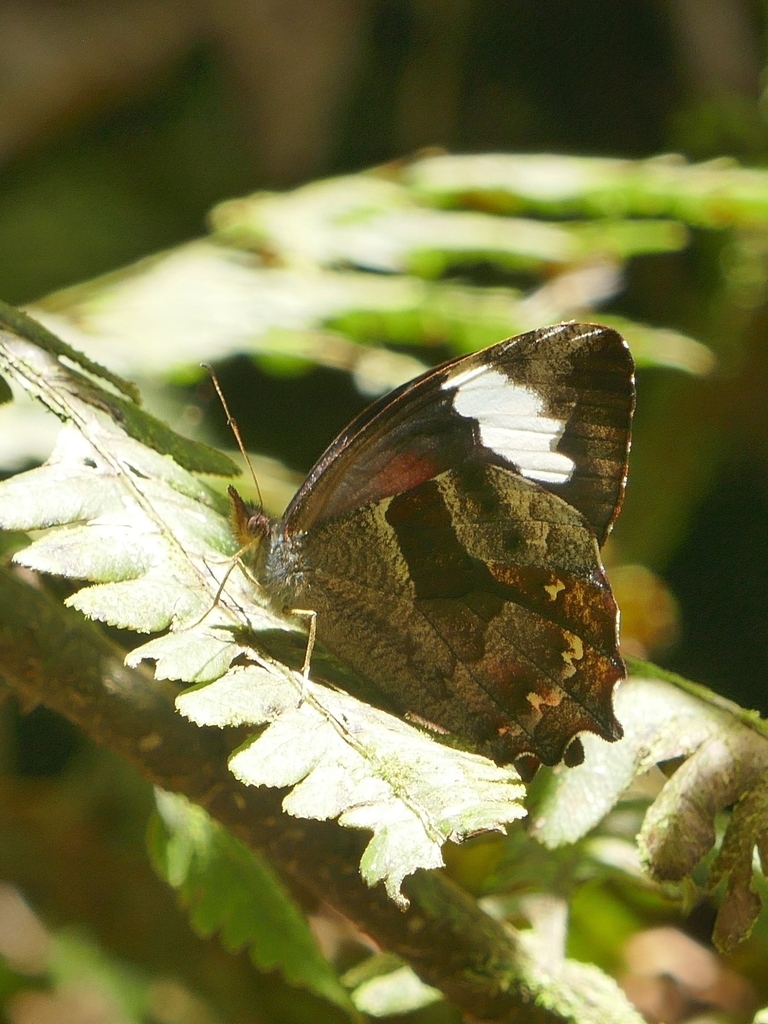Lasiophila prosymna