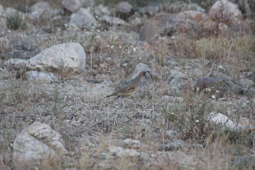 iNaturalist observation photo of Gambel's Quail