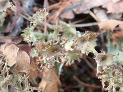 Cladonia multiformis
