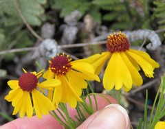Helenium amarum badium