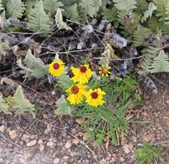 Helenium amarum badium
