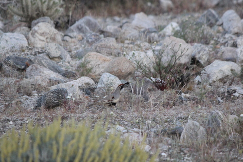 iNaturalist observation photo of Gambel's Quail