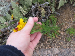 Helenium amarum badium