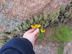 Helenium amarum badium