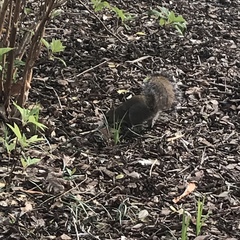 Sciurus carolinensis