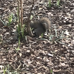 Sciurus carolinensis