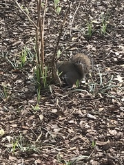 Sciurus carolinensis