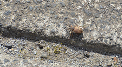 Otiorhynchus singularis