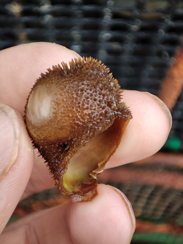 Snail Fur, photo 1 of 7