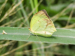 Abaeis salome jamapa