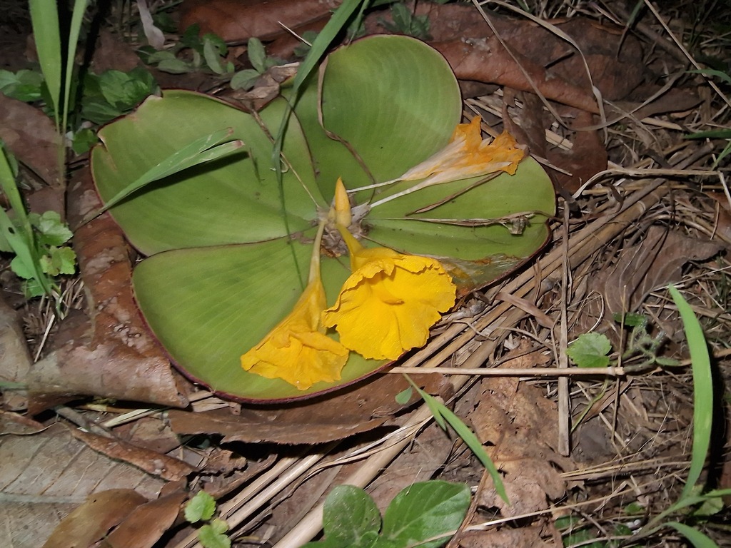 Costus spectabilis; photograph (c) Michael Bakker Paiva, some rights reserved (CC BY)
