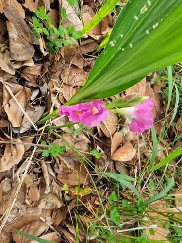 Siphonochilus kirkii, photograph 2