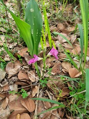 Siphonochilus kirkii, photograph (c) Michael Bakker Paiva, some rights reserved (CC BY)