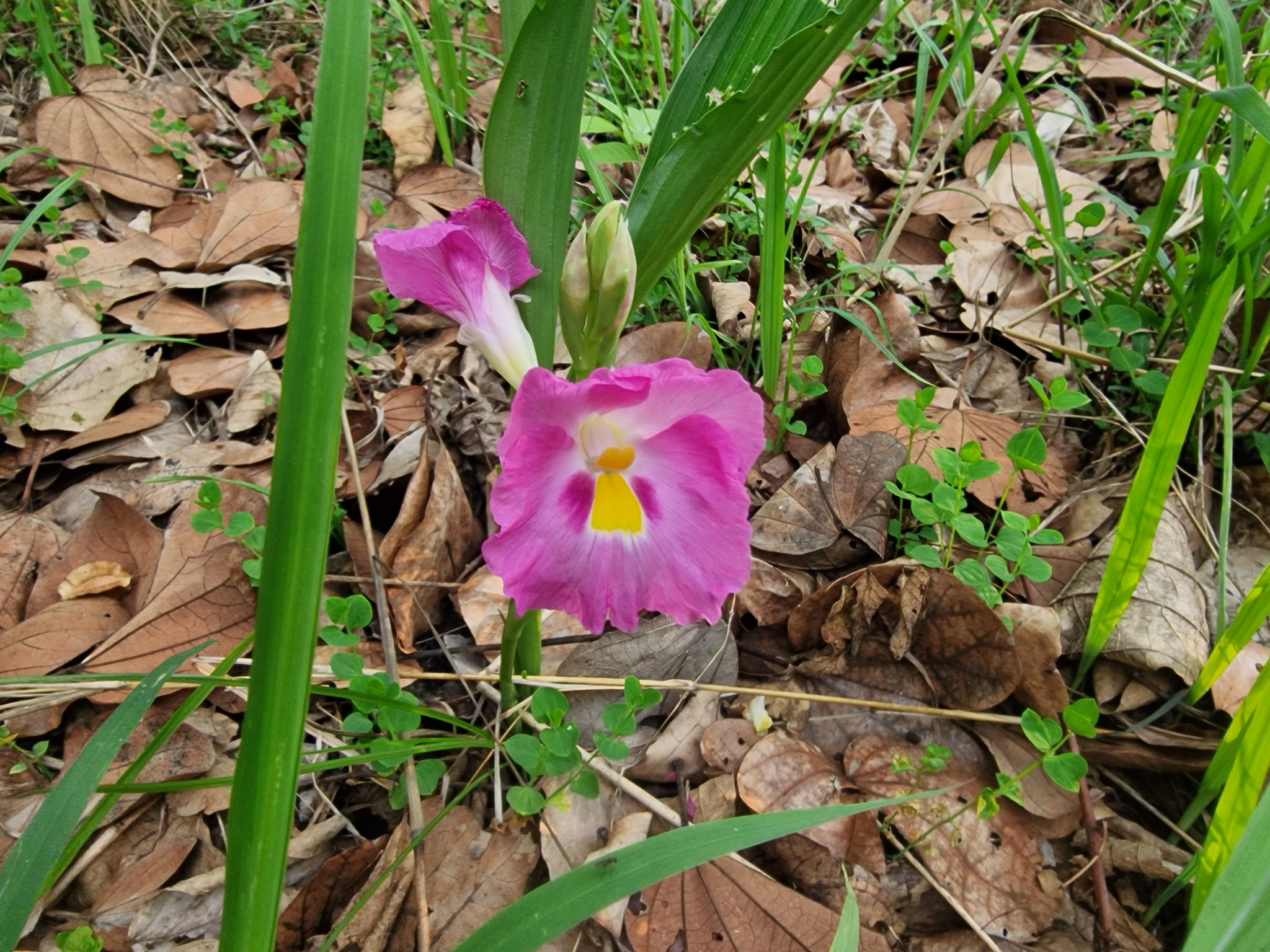 Rose Ginger (Siphonochilus kirkii)