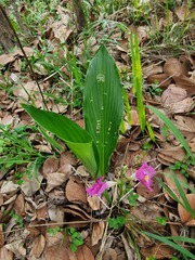 Siphonochilus kirkii, photograph (c) Michael Bakker Paiva, some rights reserved (CC BY)