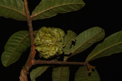 Guarea cristata