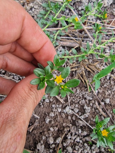 Euploca katangensis (Euploca katangensis)