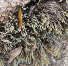 Selaginella corallina