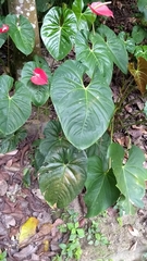 Anthurium andraeanum