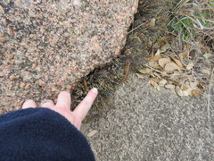 Selaginella corallina