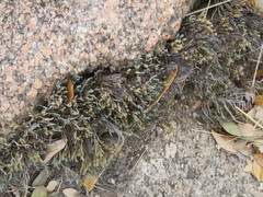 Selaginella corallina