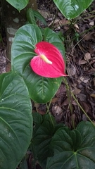 Anthurium andraeanum