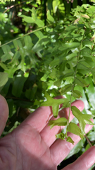 Nephrolepis falcata