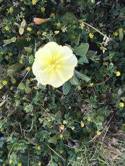 Oenothera humifusa