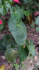Anthurium andraeanum