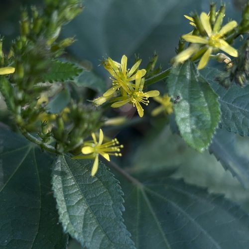 Triumfetta semitriloba