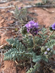 Phacelia popei