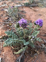Phacelia popei