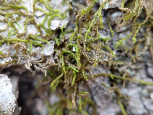 Lindbergia brachyptera, 2023-11-14