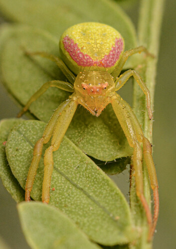 Rosy-banded crab spider photo 6