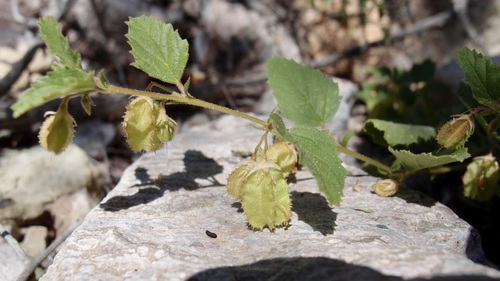 Image of Hermannia pauciflora by (c) Sue Carnahan, some rights reserved (CC BY)