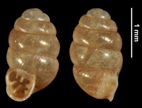 Wall Whorl Snail