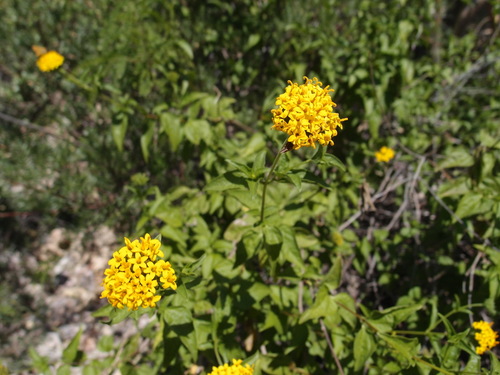 Image of Lagascea decipiens by (c) Sue Carnahan, some rights reserved (CC BY)