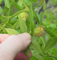 Phylloxera spinosa