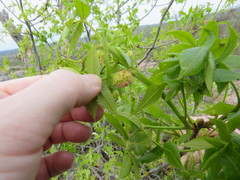 Phylloxera spinosa