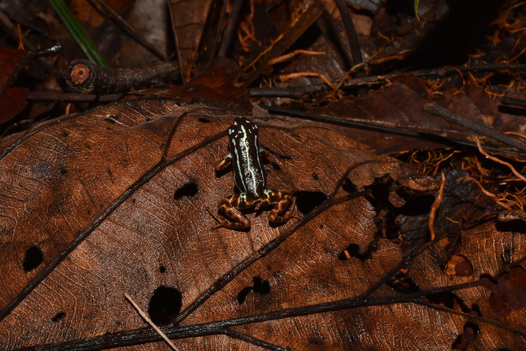 Ranitomeya aetherea