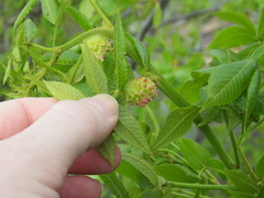 Phylloxera spinosa