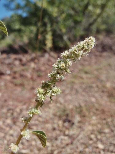 Watson's amaranth (Amaranthus watsonii)