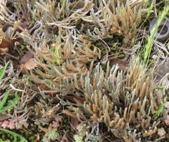Selaginella corallina