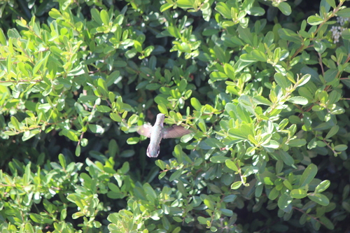 iNaturalist observation photo of Anna's and Costa's Hummingbirds