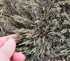Selaginella corallina