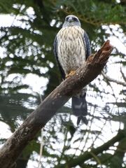 Plumbeous Kite photo 4