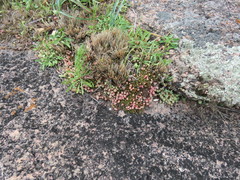 Selaginella corallina