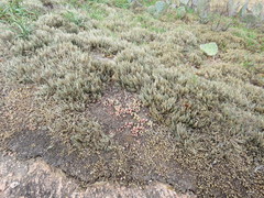Selaginella corallina