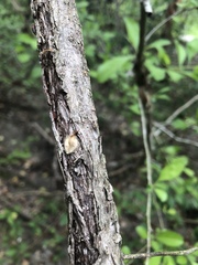 Fungi