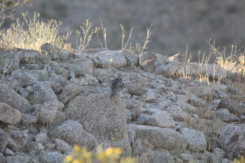 iNaturalist observation photo of Mourning Dove